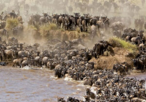 Tansania Safari the great migration