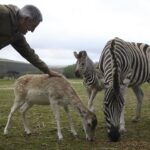 Wildtiere hautnah - Zebra und Antilope 