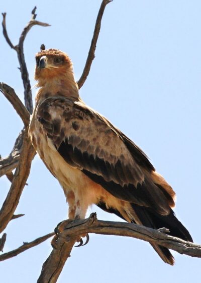 eagle in a dead tree