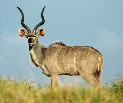 Kudu Antilope