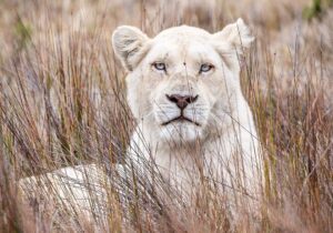 Safari ab Durban zum Eastern Cape  | Addo Park | Pumba | Amakhala Wildreservat | 2 Nächte